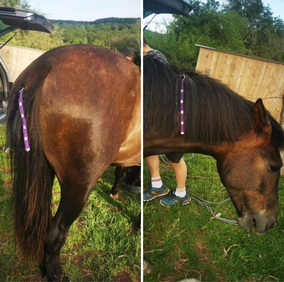 cheval portant les 2 barres de perles EM violettes